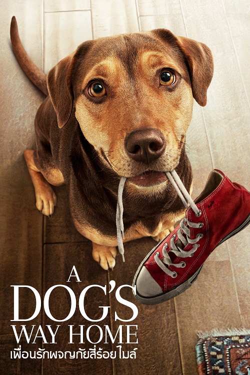 ดูหนังออนไลน์ฟรี A Dog’s Way Home เพื่อนรักผจญภัยสี่ร้อยไมล์ 2019 พากย์ไทย